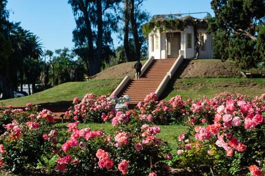 En Rosario: Entregarán esquejes de rosas en el parque de la Independencia