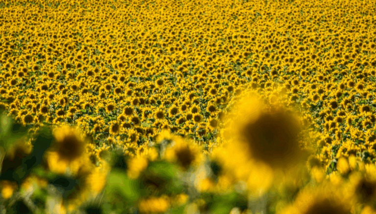 En un año histórico, el girasol le deja a la economía argentina más de U$S 2.000 millones