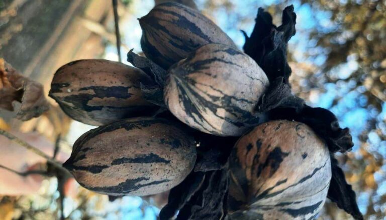 Emprender desde la resiliencia: con la nuez pecán, transformaron una inundación en una oportunidad