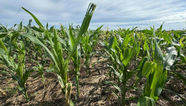 El cogollero enciende alertas: ya no solo sobrevive a maíces BT, sino también a insecticidas